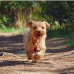 Dog Poop Pickup in Sharon Michigan