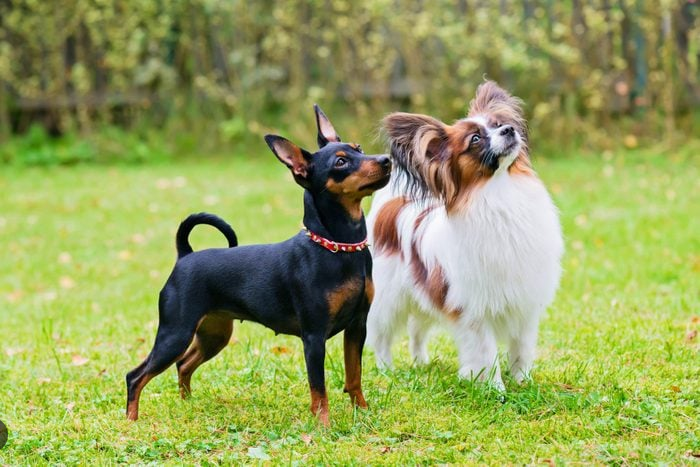 Dog Poop Pickup in Sharon Michigan