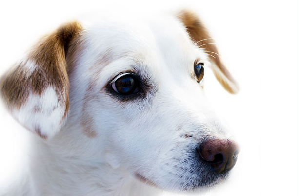 Dog Poop Pickup in Sharon Michigan