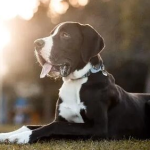 Dog Poop Pickup in Sharon Michigan