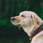 Dog Poop Pickup in Sharon Michigan